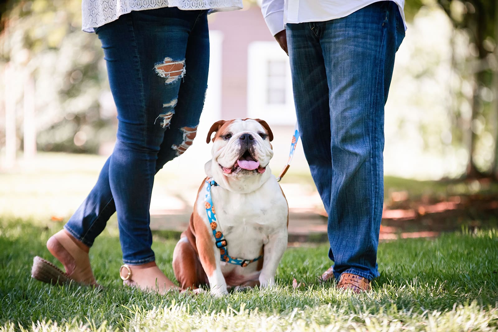 PUPPY PROGRAM BANNER