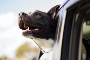 Happy black and white dog with head out of a car window, ears back in the wind.