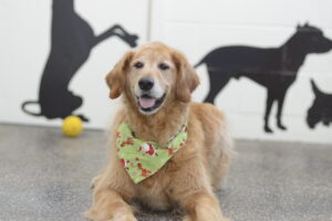 Golden Retriever wearing a green patterned bandana lying indoors with dog silhouettes on the wall.