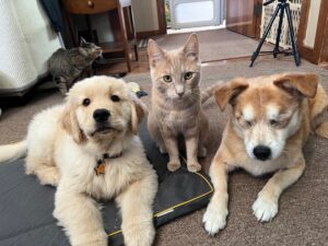 Golden Retriever puppy, ginger cat, and brown dog lying together indoors on a carpet.