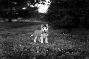 Young Husky puppy standing on grassy field with trees in the background, black and white photo.