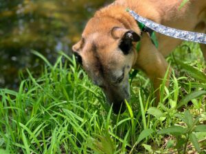 Brown dog on leash sniffing tall green grass near a pond.