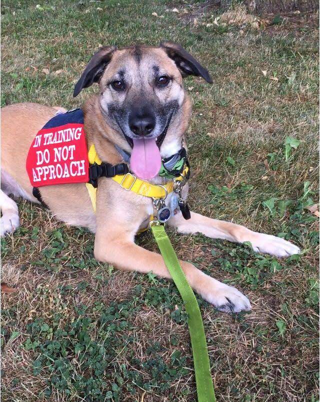Using a vest to let others know that I am training a reactive dog and to keep their distance.