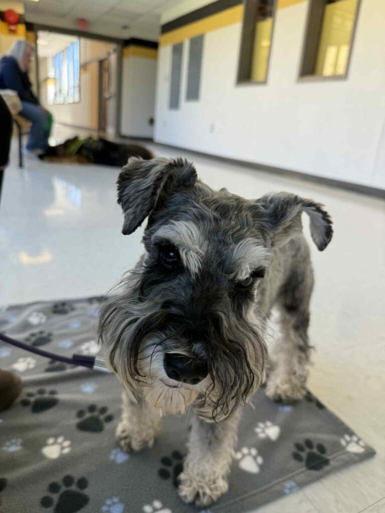 Dog focuses calmly on owner with another dog behind her, after behavior training for lunging