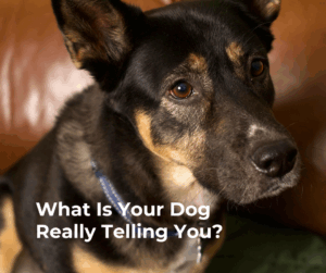 Dog body language close-up showing alert facial expression and early warning signs - what is your dog really telling you