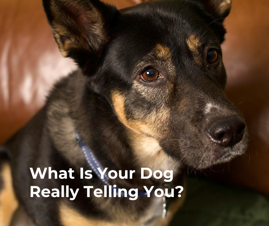 Dog body language close-up showing alert facial expression and early warning signs - what is your dog really telling you