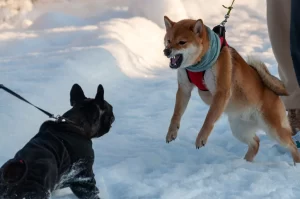 Shiba Inu in red harness barking at a French Bulldog in snow during a winter walk.