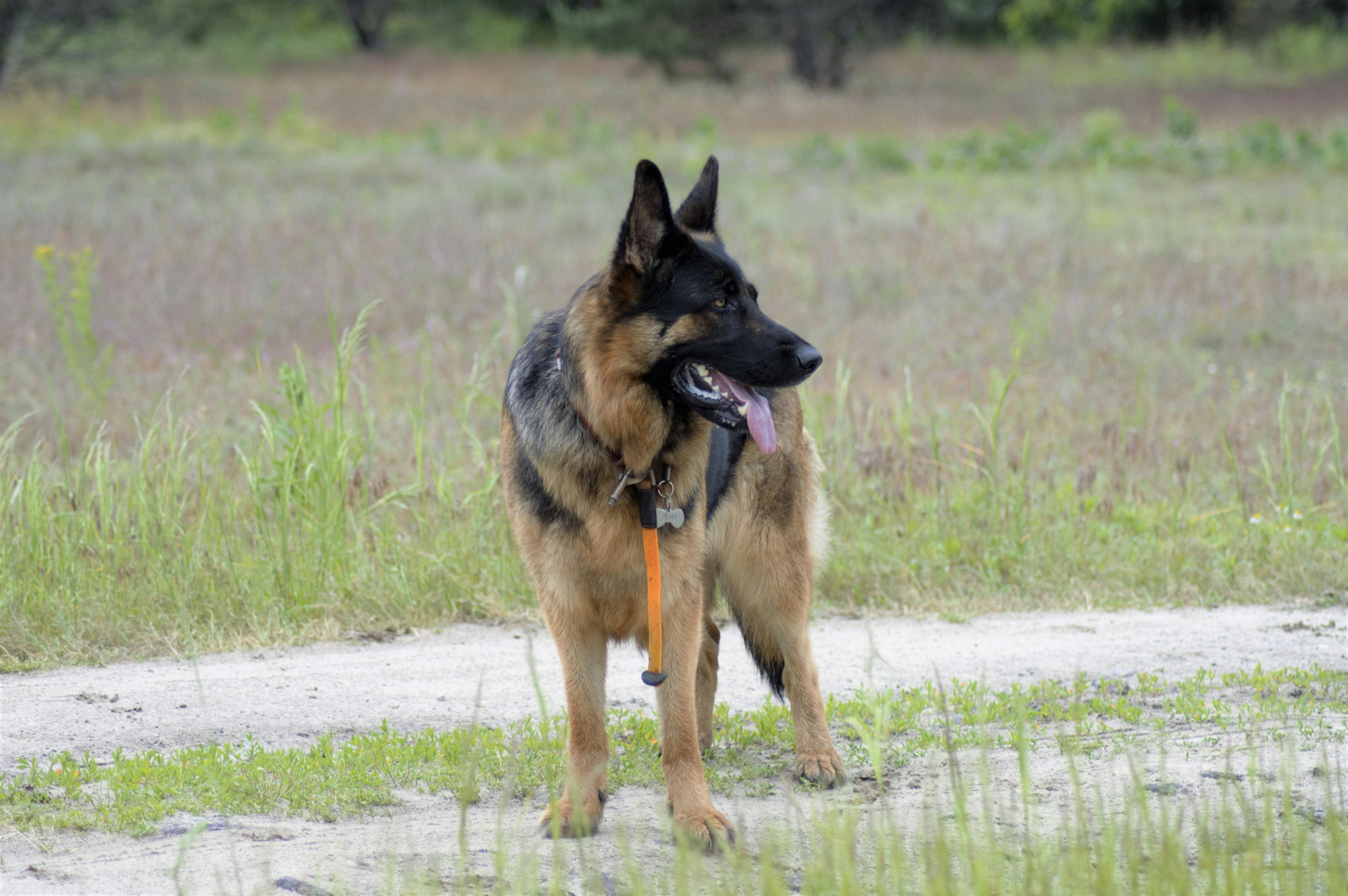 German Shepherd dog showing alert body language and tail position demonstrating canine communication signals