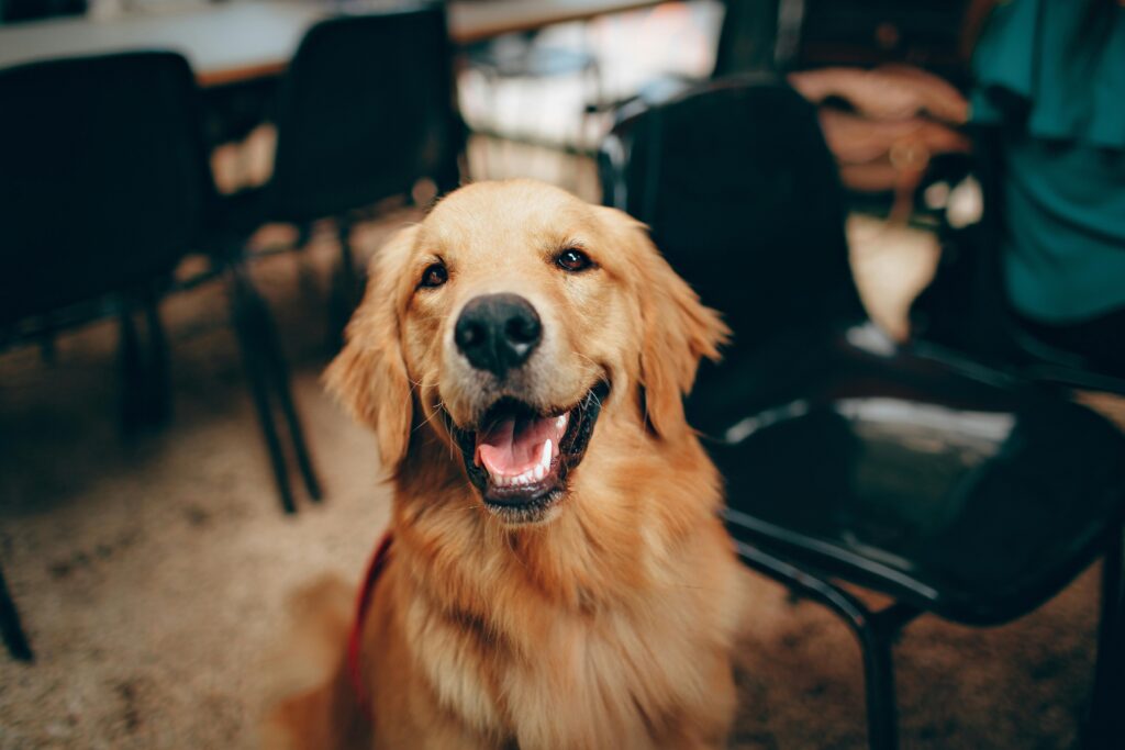 Golden Retriever close-up showing canine facial expressions and dog communication signals