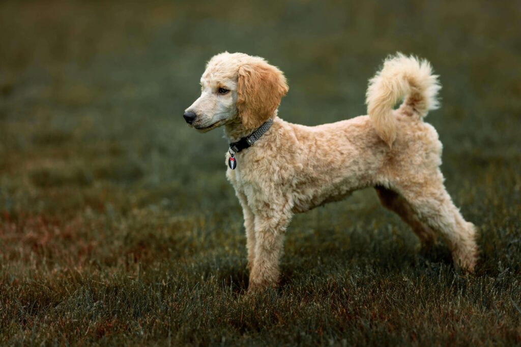 A dog showing alert body language and early warning signs before potential reactive episode