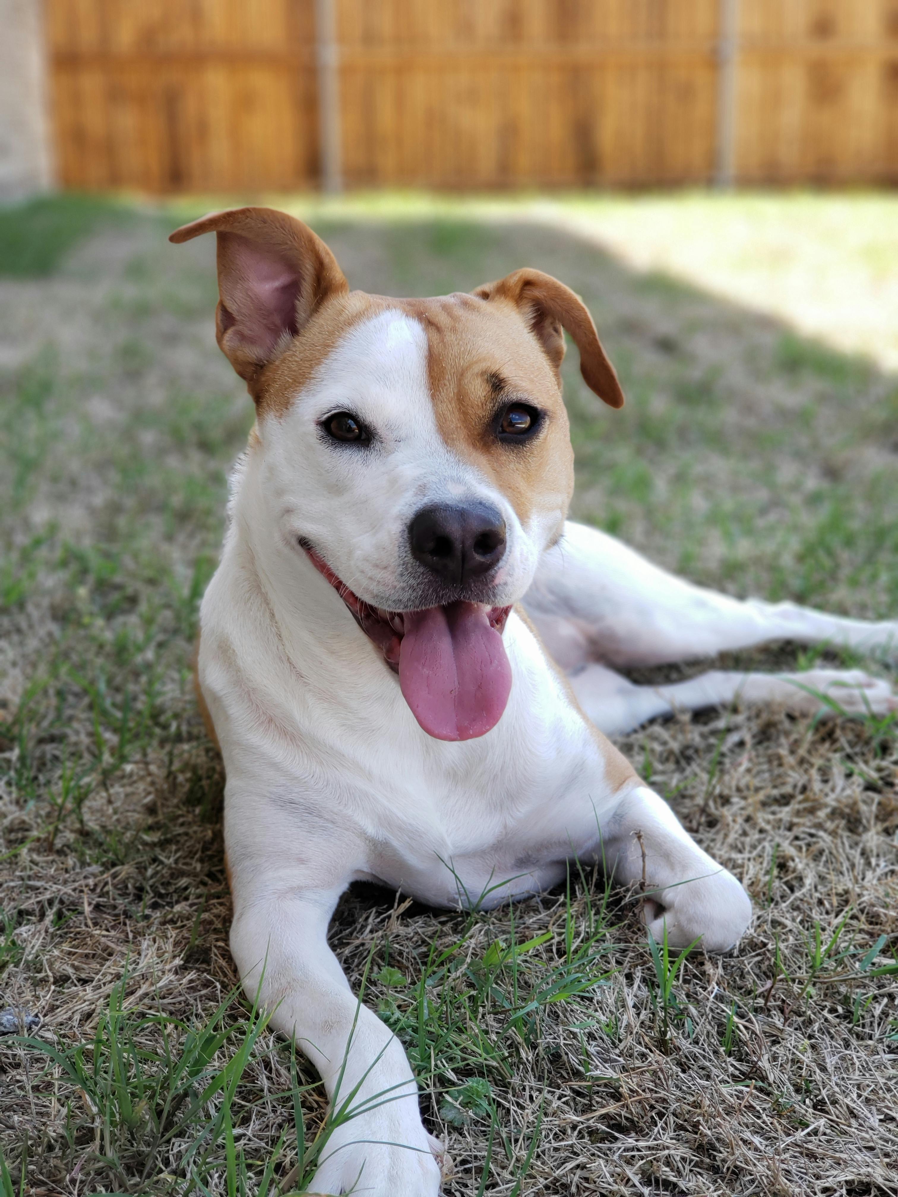 Relaxed dog showing comfortable body language with soft eyes and loose posture - early warning signs baseline