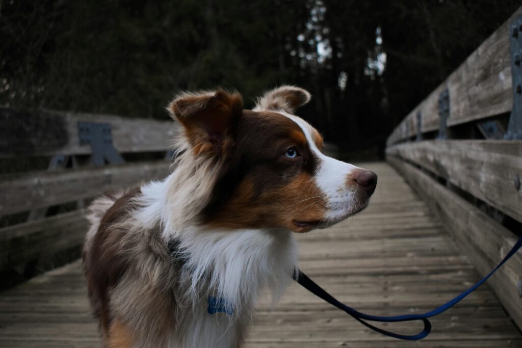 Australian Shepherd with tricolor fur on a wooden bridge, looking to the side while on a leash.