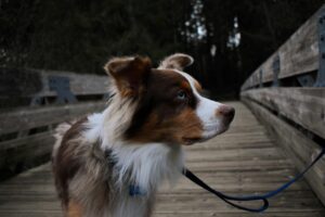 Australian Shepherd with tricolor fur on a wooden bridge, looking to the side while on a leash.