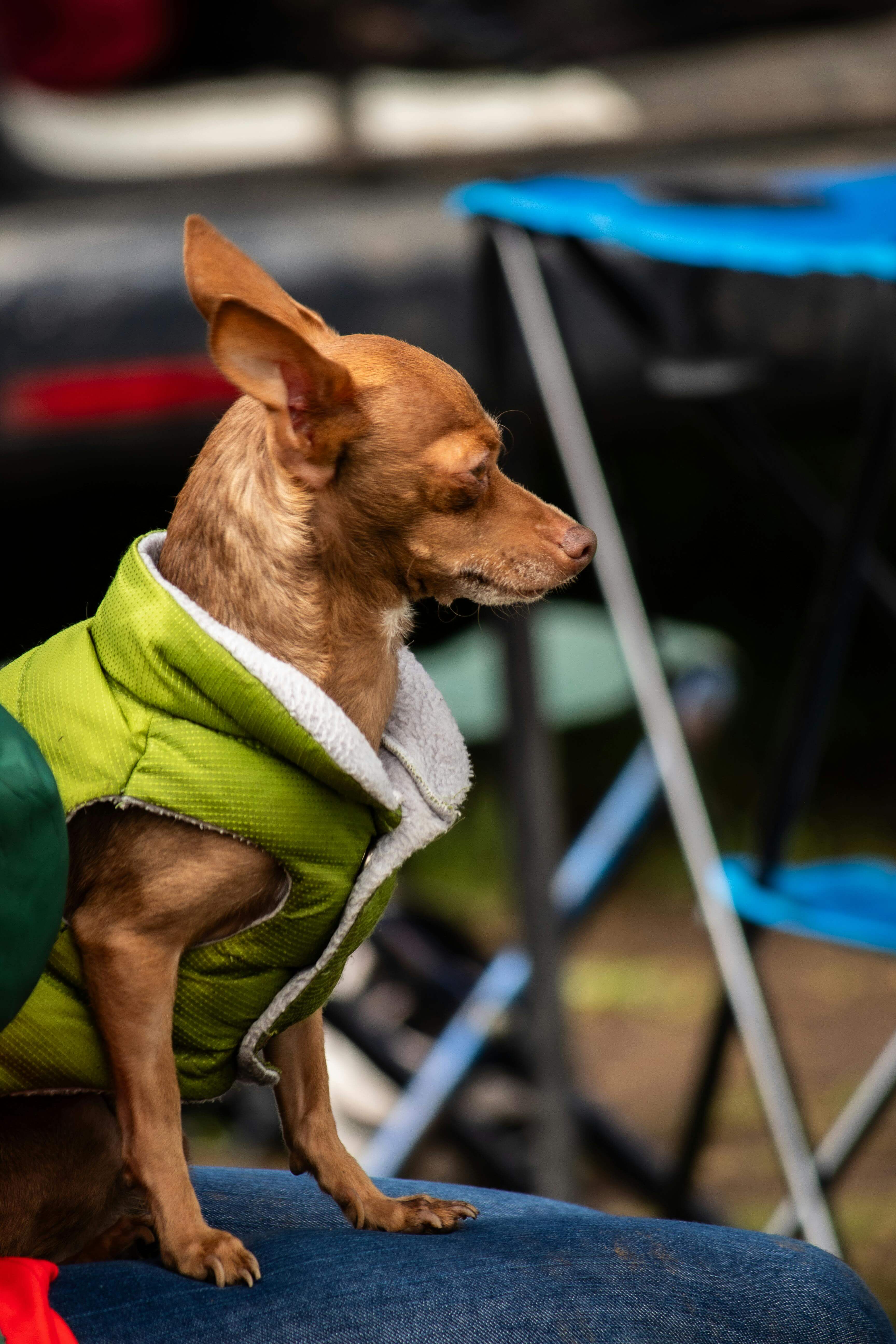 Small brown dog showing shutdown behavior with lowered body posture and withdrawn expression after making mistakes during dog training session