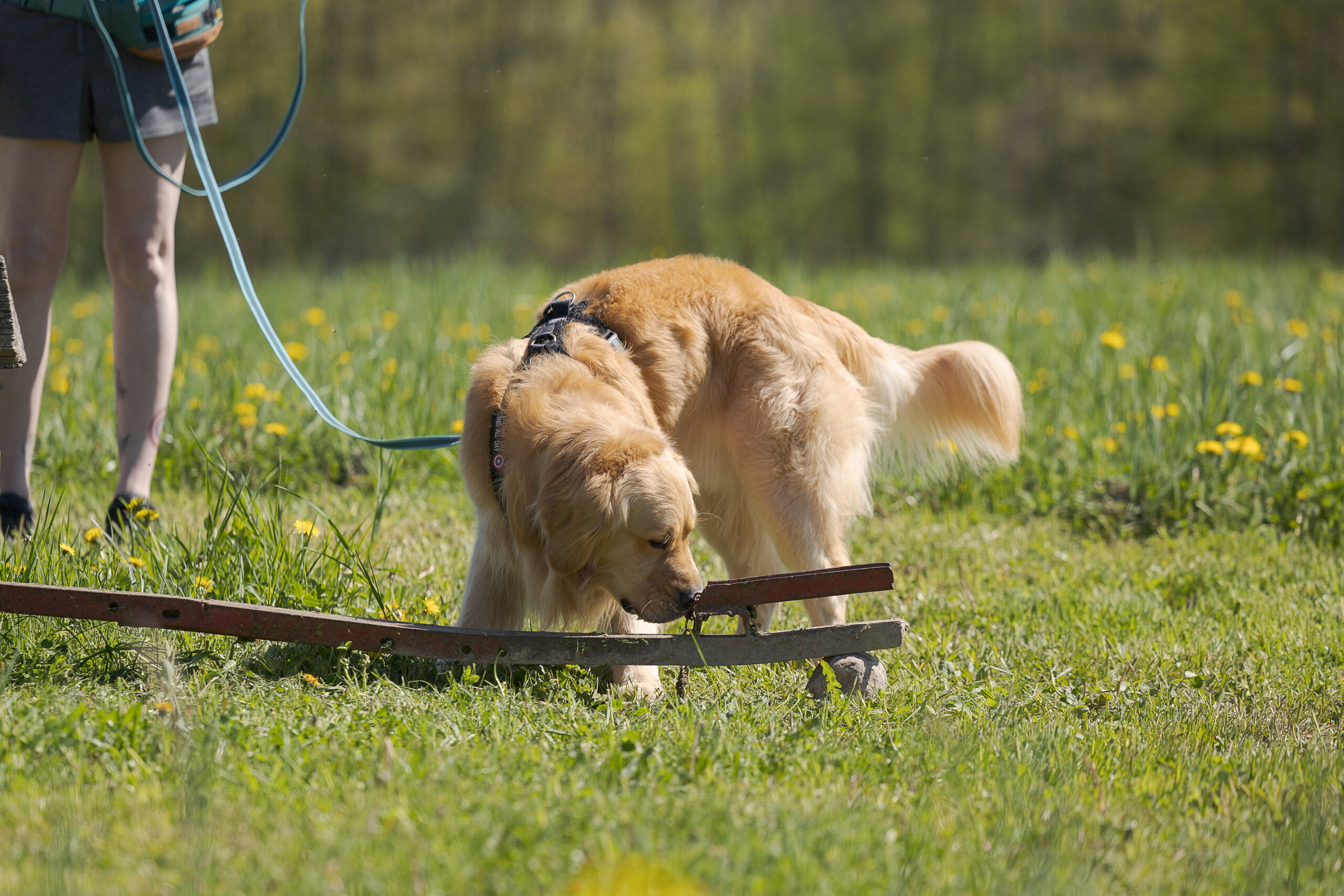 Golden retriever, Fisher, competing in NACSW canine scent work trial demonstrating nose work ability